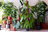 close-up of various large and small plants with fresh green leaves