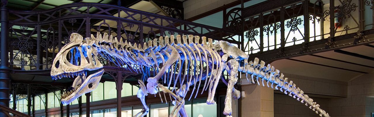 Dinosaur skeleton at the Institute of Natural Sciences