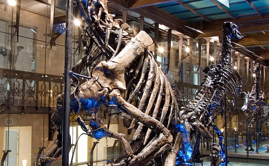 Admirer les dinosaures au Musée des Sciences naturelles
